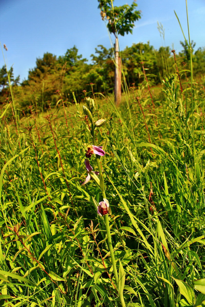 2013_06_18_00022816p_Bildgr��e �ndern