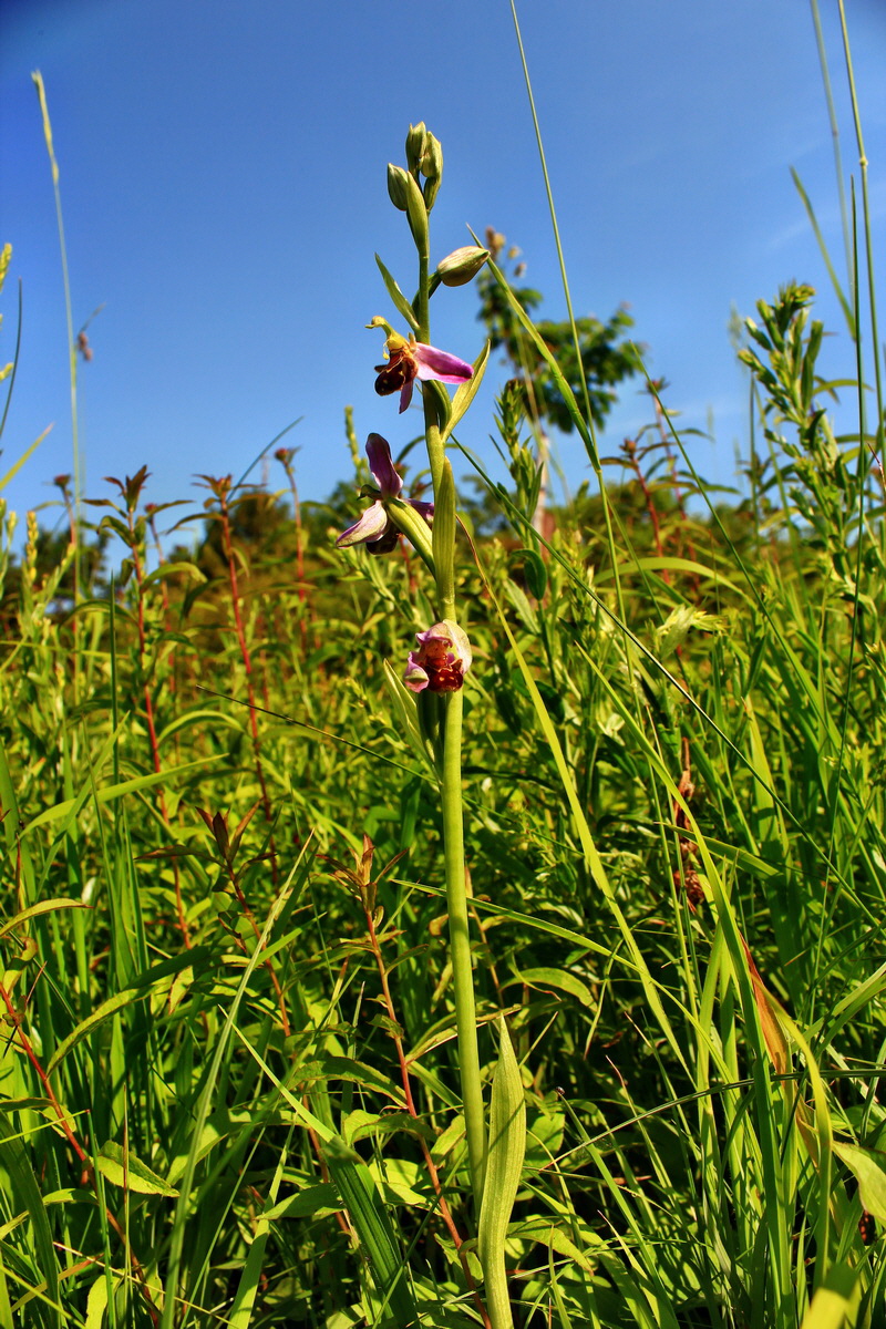 2013_06_18_00022826p_Bildgr��e �ndern