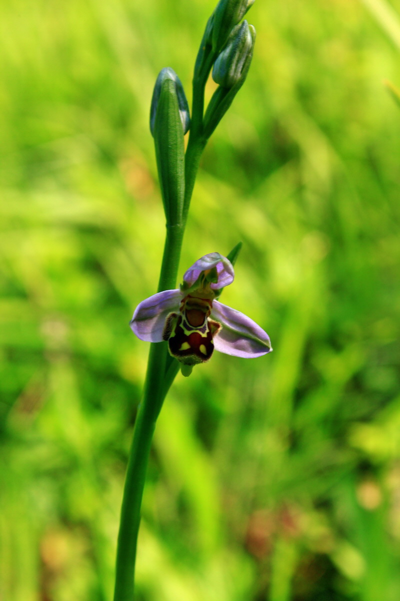 2013_06_18_00022849p_Bildgr��e �ndern