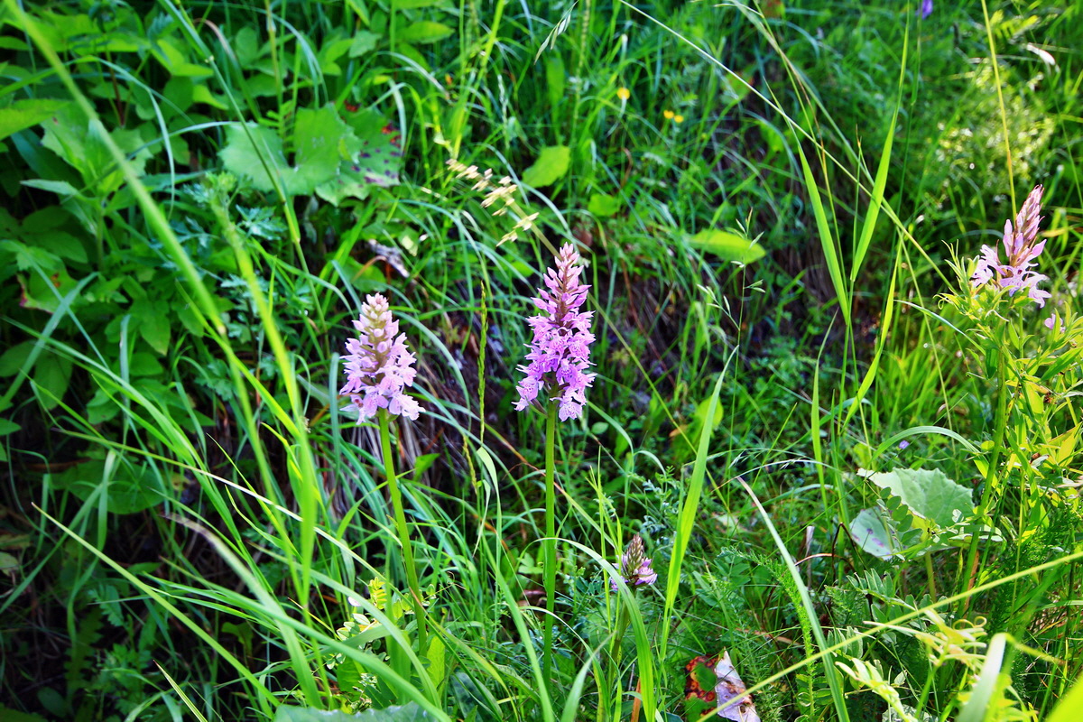 2013_06_21_00022995p_Bildgr��e �ndern