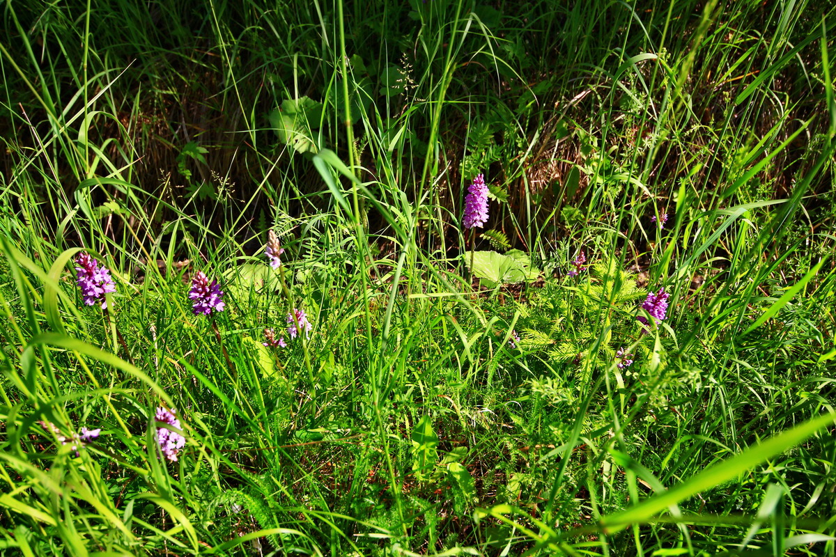 2013_06_21_00023003p_Bildgr��e �ndern