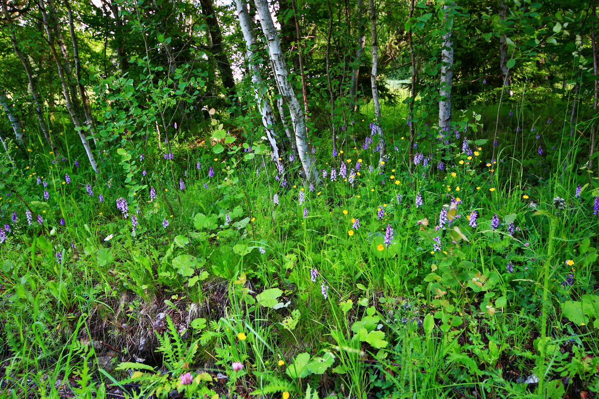 2013_06_21_00023013p_Bildgr��e �ndern