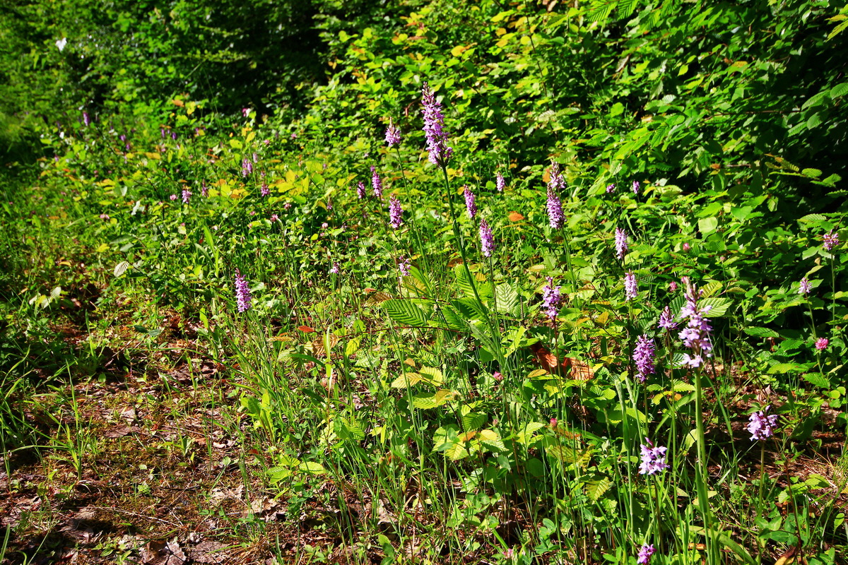 2013_06_21_00023044p_Bildgr��e �ndern