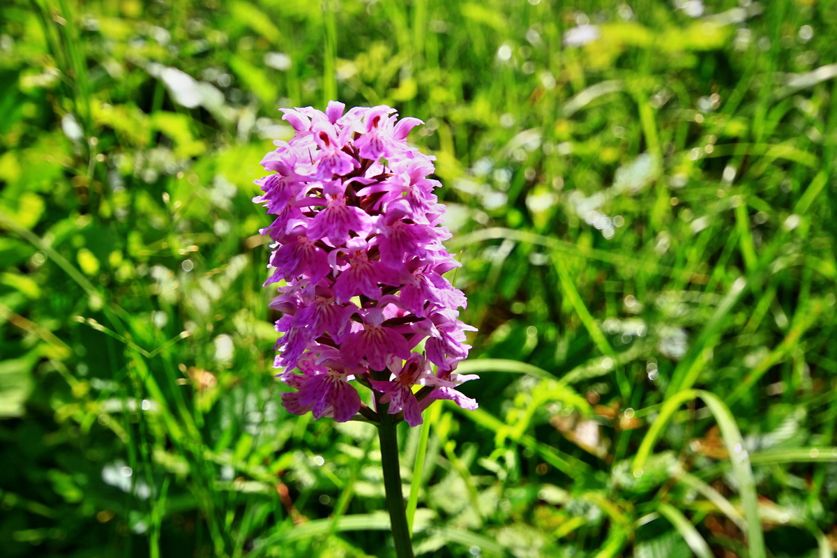 2013_06_21_00023055p_Bildgr��e �ndern