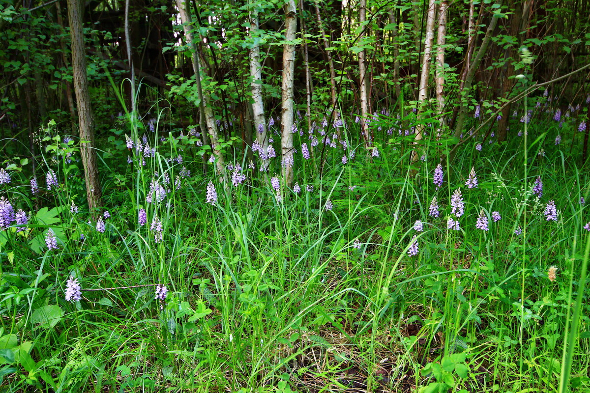 2013_06_21_00023089p_Bildgr��e �ndern