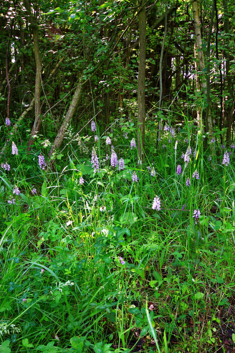 2013_06_21_00023110p_Bildgr��e �ndern