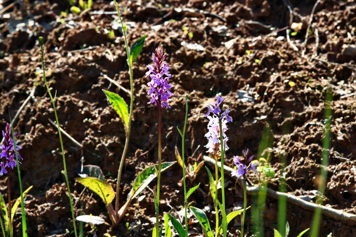 2013_06_21_00023169p_Bildgr��e �ndern