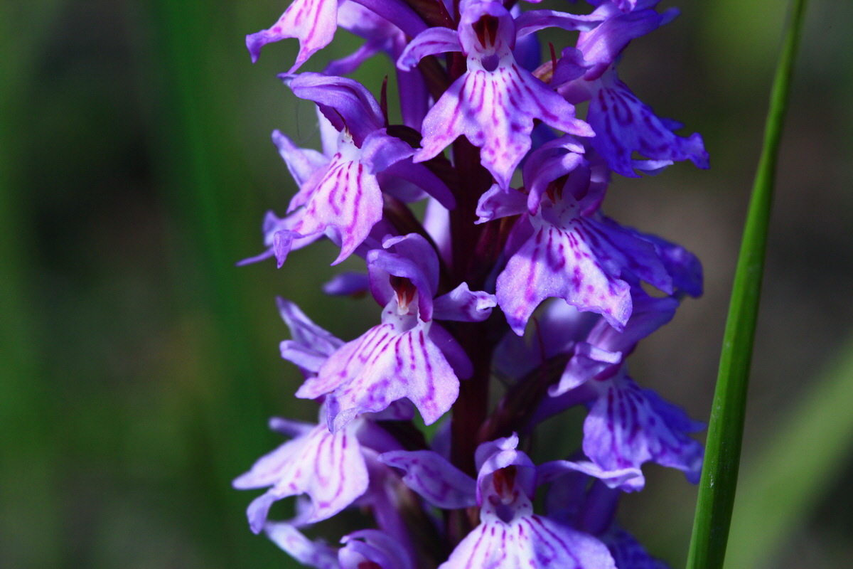 2013_06_21_00023174p_Bildgr��e �ndern