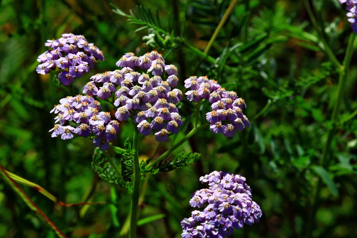 2013_06_21_00023207p_Bildgr��e �ndern