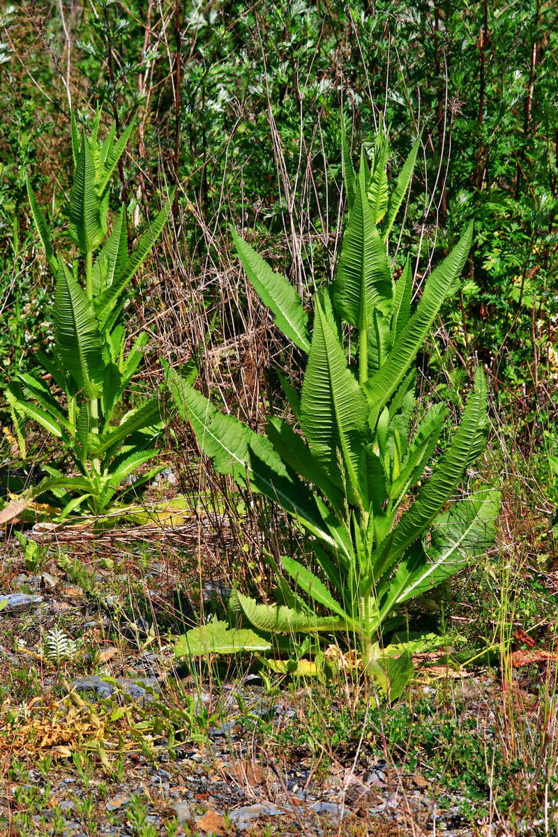 2013_06_21_00023227p_Bildgr��e �ndern