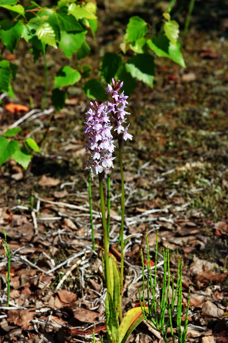 2013_06_21_00023322p_Bildgr��e �ndern