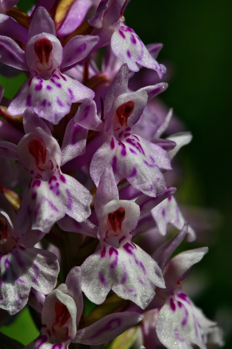 2013_06_21_00023325p_Bildgr��e �ndern