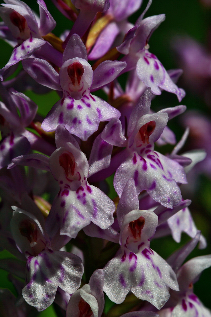 2013_06_21_00023339p_Bildgr��e �ndern