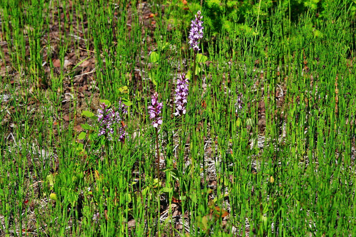 2013_06_21_00023342p_Bildgr��e �ndern