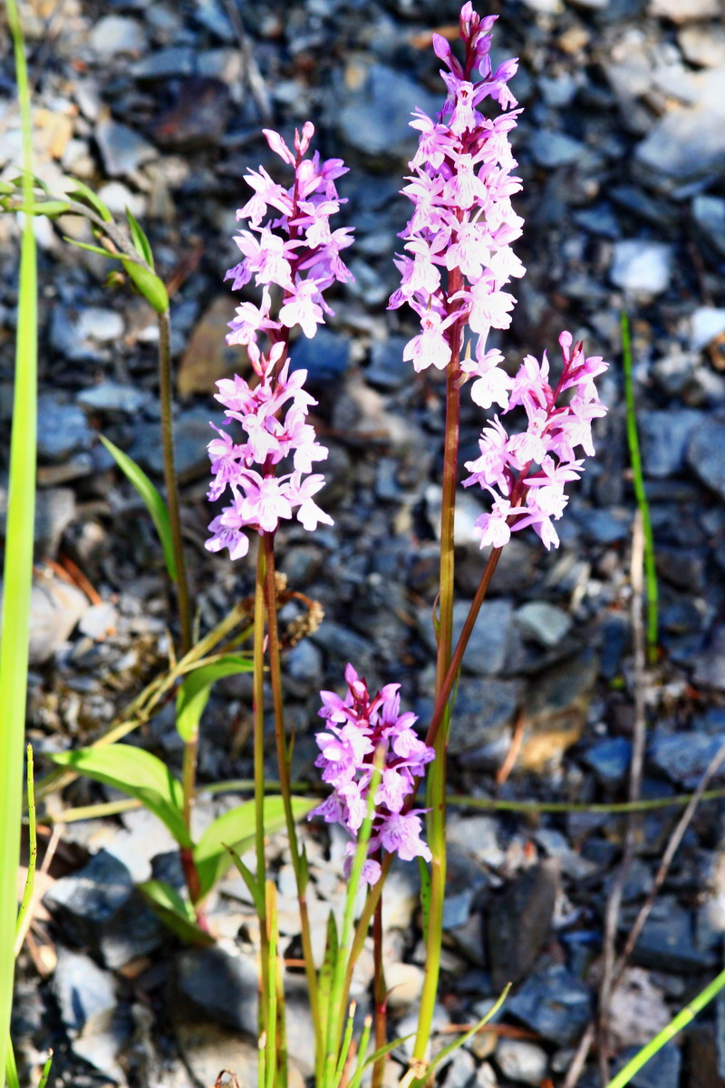 2013_06_21_00023350p_Bildgr��e �ndern