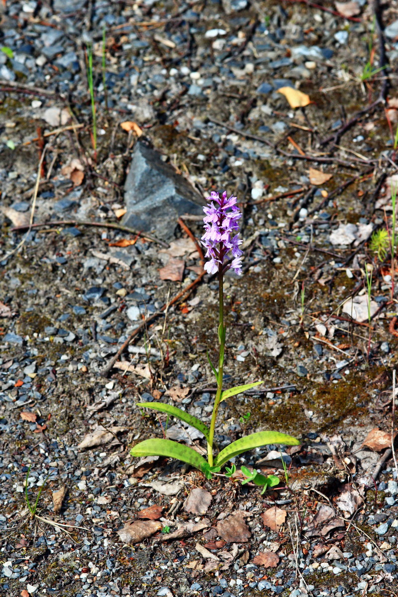 2013_06_21_00023353p_Bildgr��e �ndern