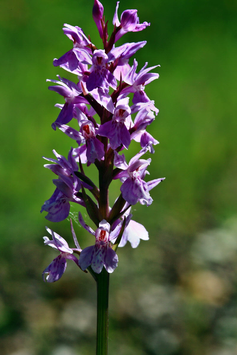 2013_06_21_00023388p_Bildgr��e �ndern