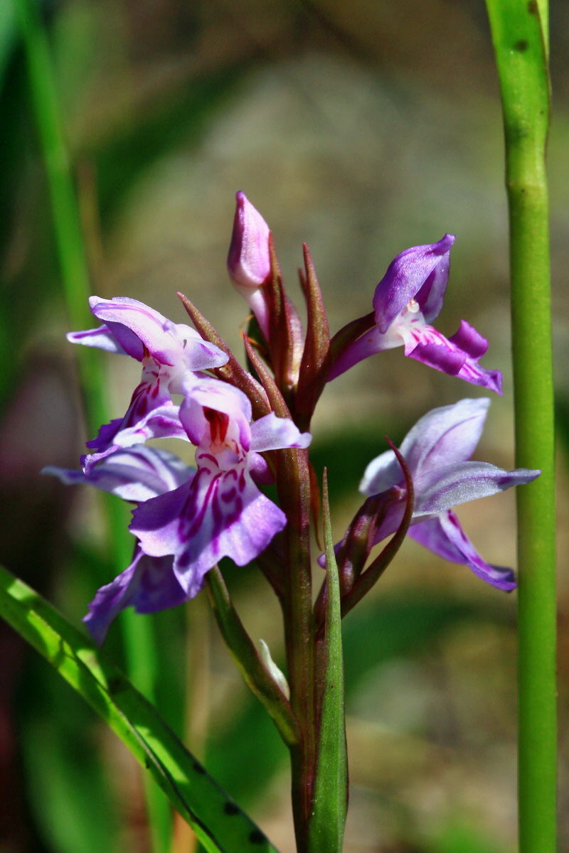 2013_06_21_00023403p_Bildgr��e �ndern