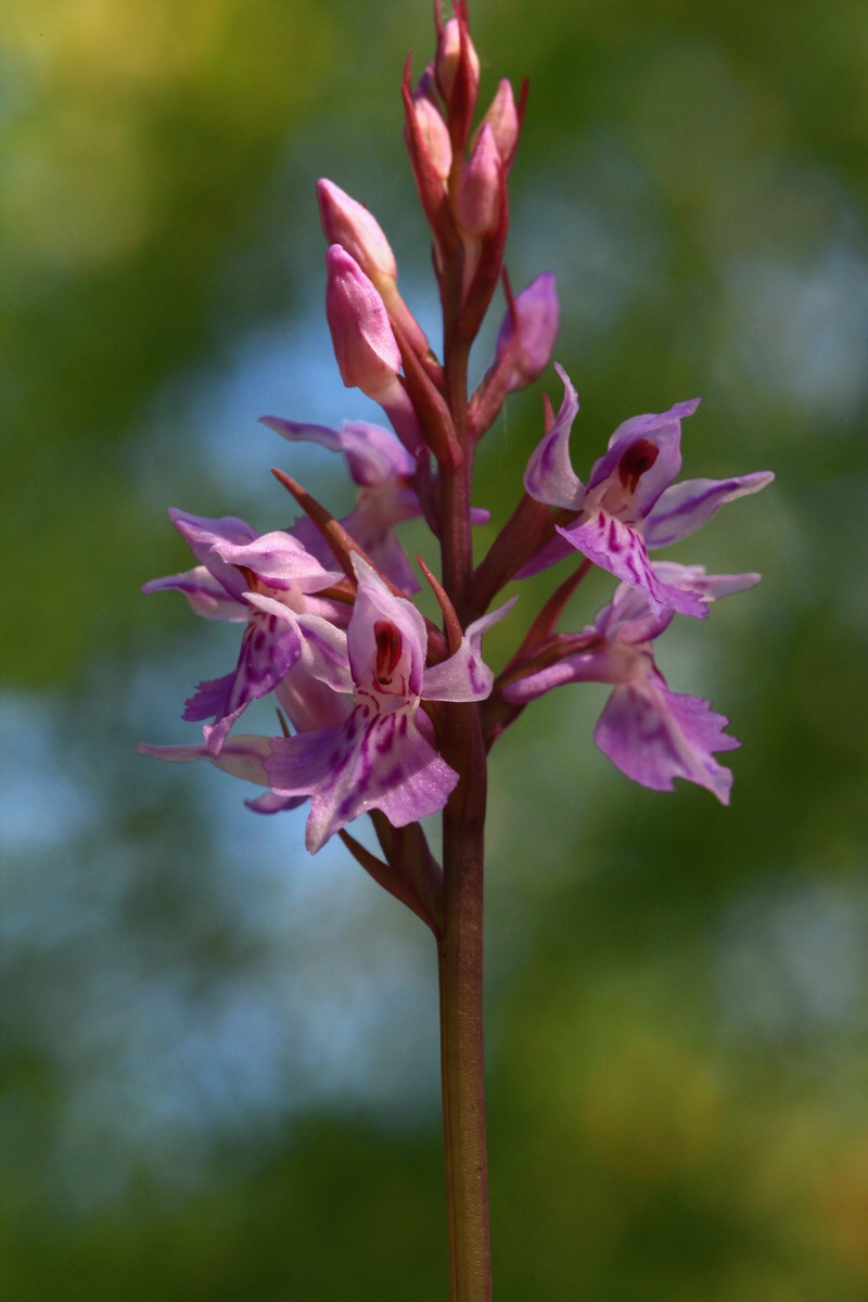 2013_06_21_00023408p_Bildgr��e �ndern