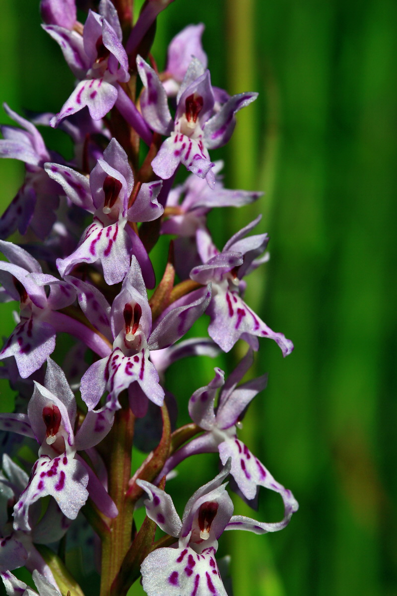 2013_06_21_00023418p_Bildgr��e �ndern