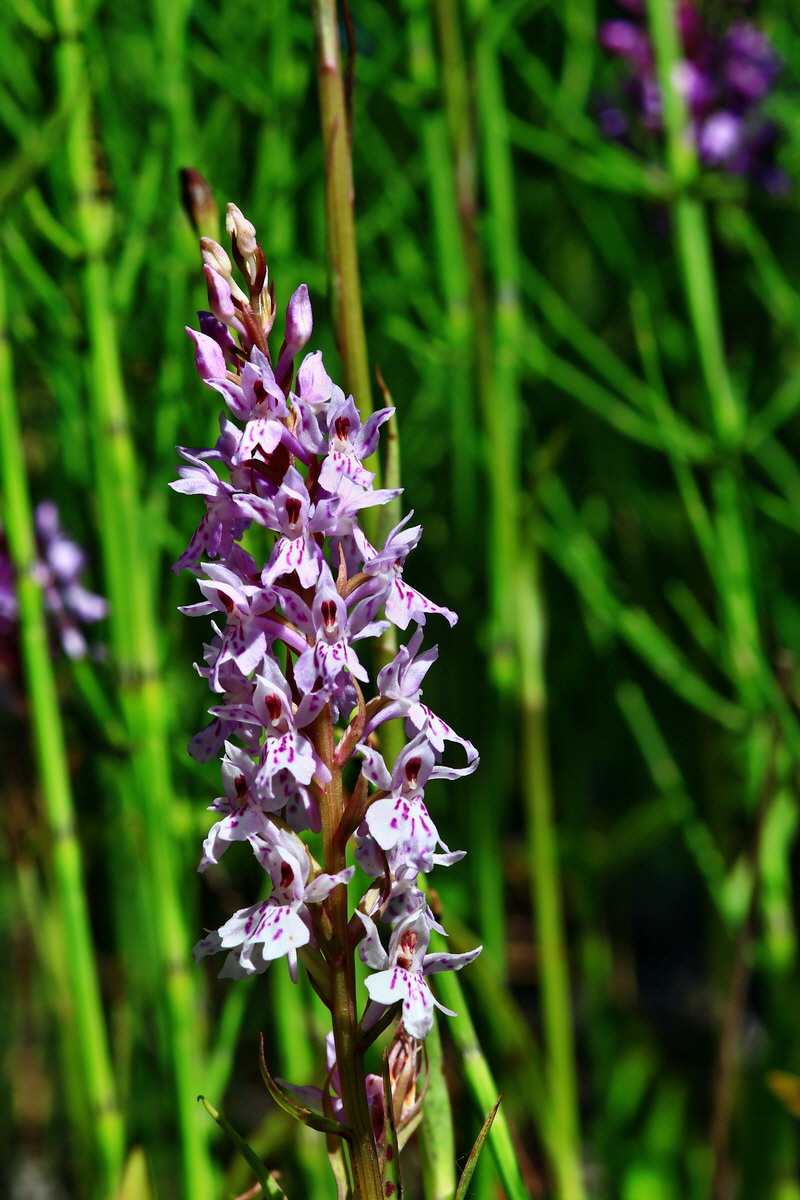 2013_06_21_00023424p_Bildgr��e �ndern