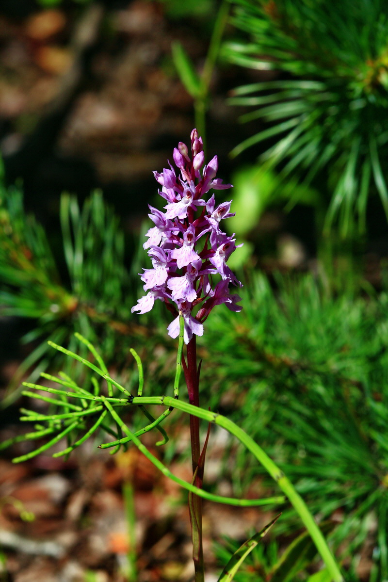 2013_06_21_00023438p_Bildgr��e �ndern