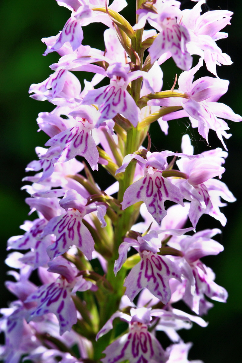 2013_06_21_00023475p_Bildgr��e �ndern