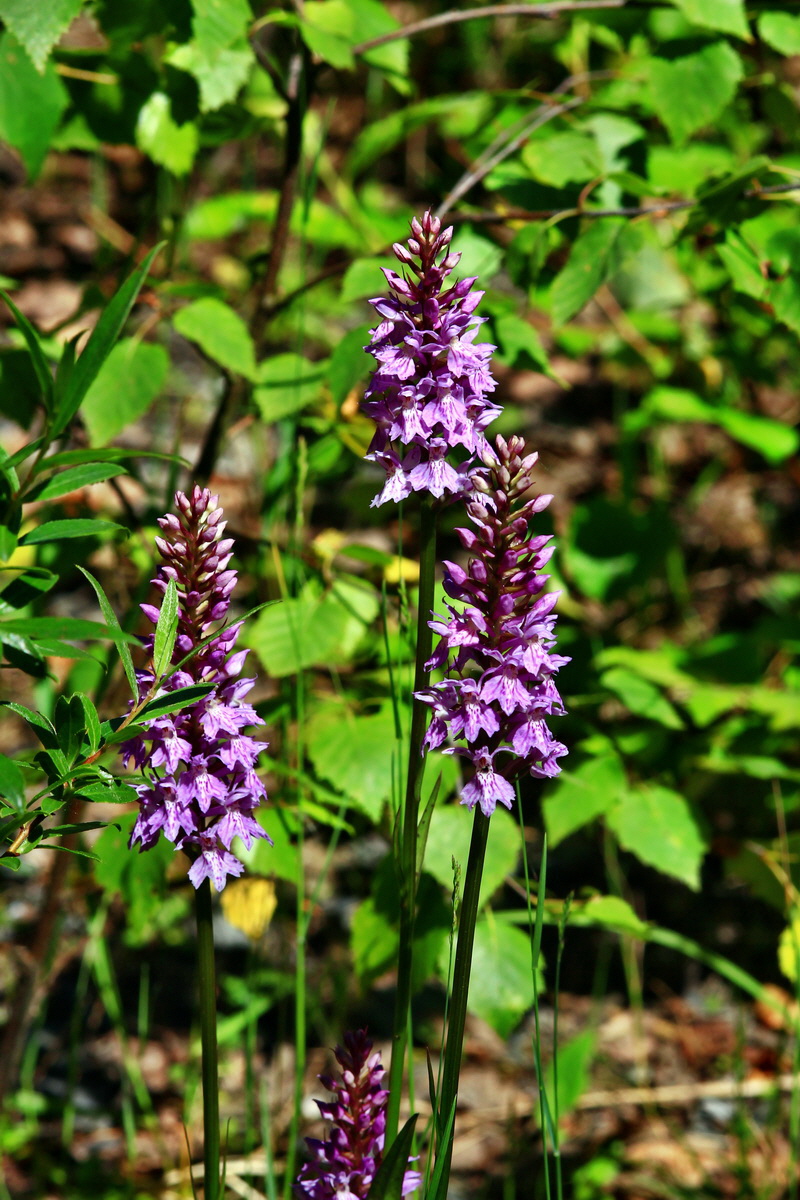 2013_06_21_00023490p_Bildgr��e �ndern