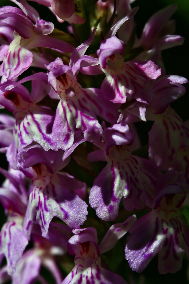 2013_06_21_00023503p_Bildgr��e �ndern