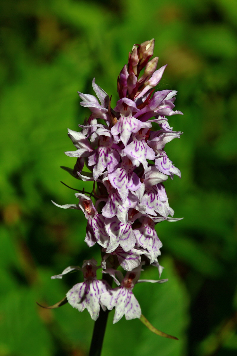 2013_06_21_00023506p_Bildgr��e �ndern