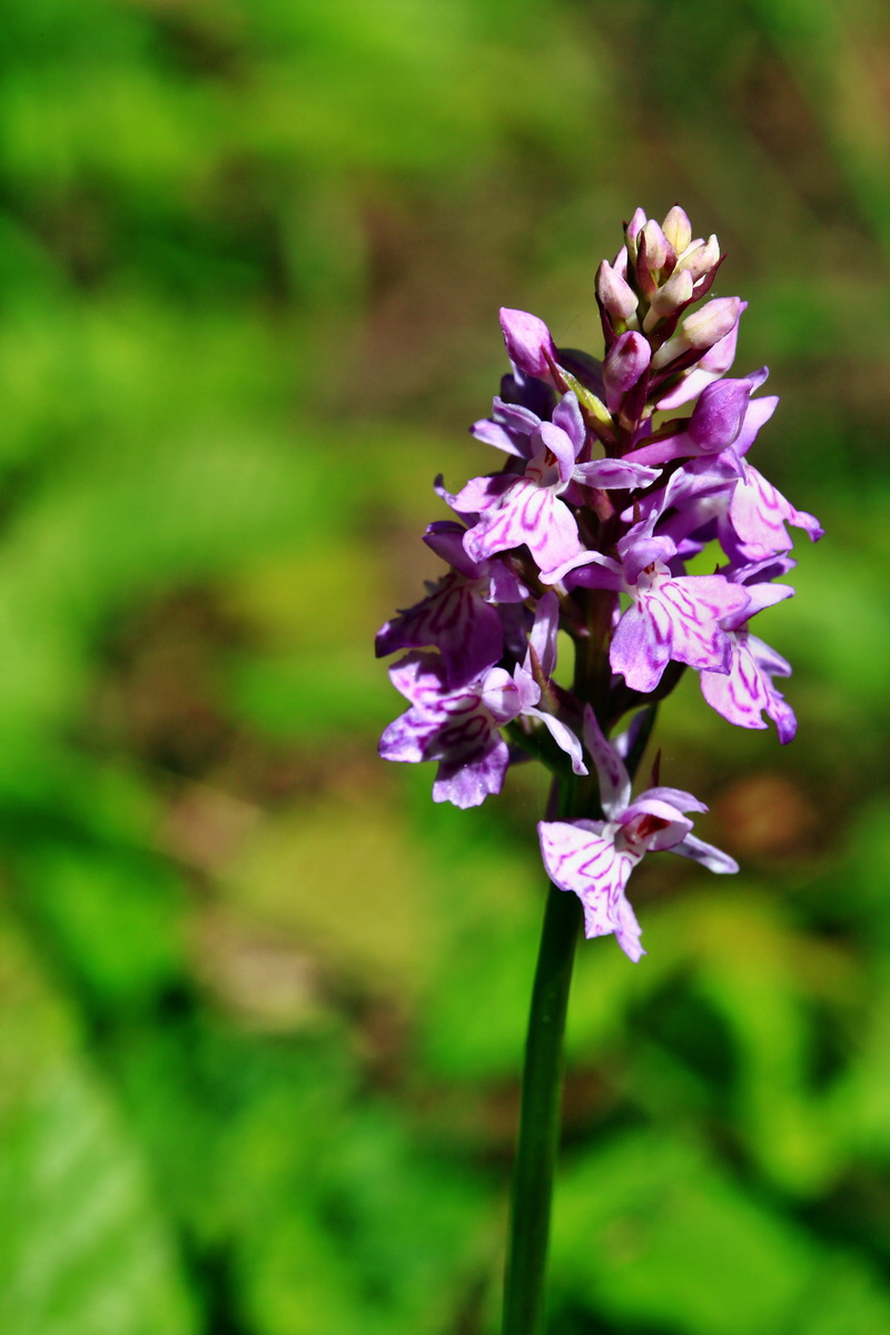 2013_06_21_00023510p_Bildgr��e �ndern