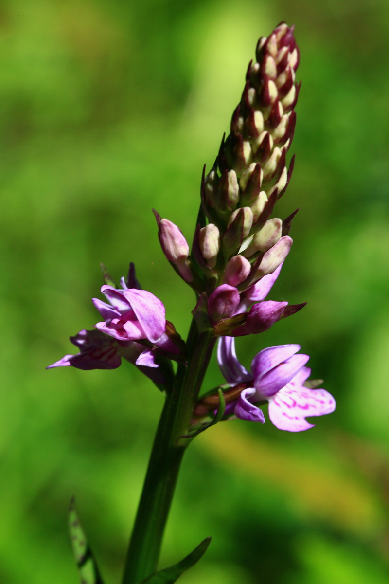 2013_06_21_00023514p_Bildgr��e �ndern