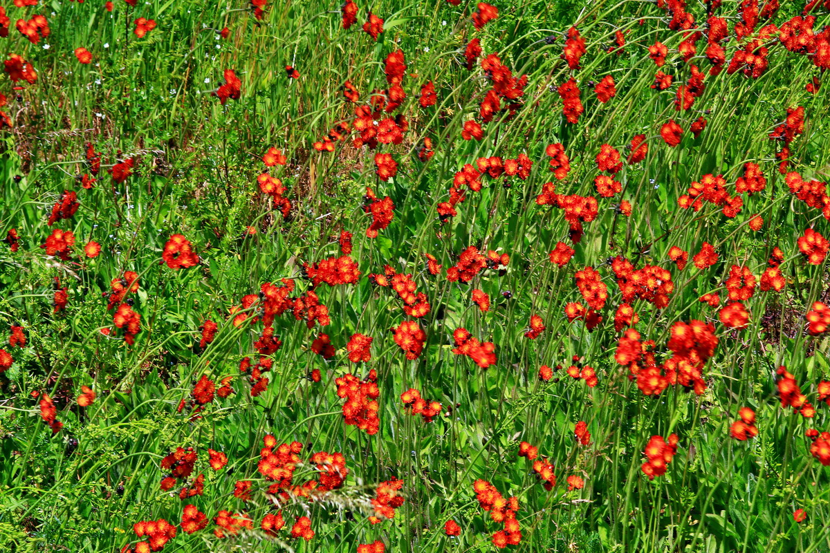 2013_06_21_00023545p_Bildgr��e �ndern