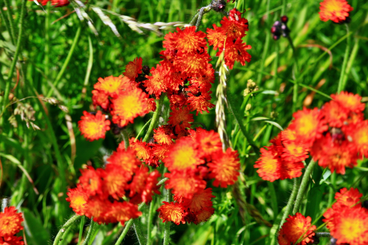 2013_06_21_00023576p_Bildgr��e �ndern