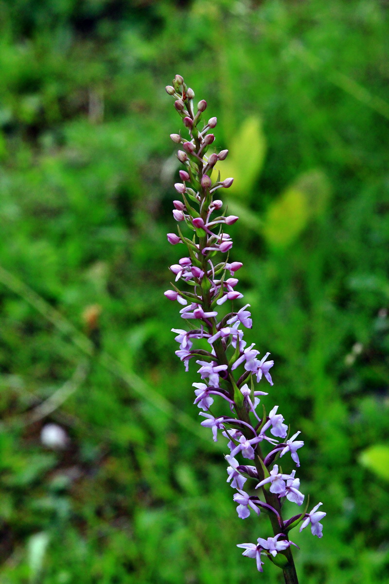 2013_06_22_00023701p_Bildgr��e �ndern