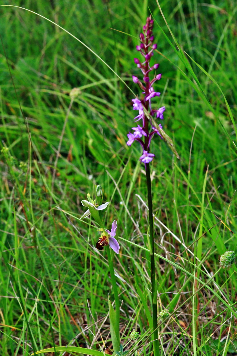 2013_06_22_00023729p_Bildgr��e �ndern