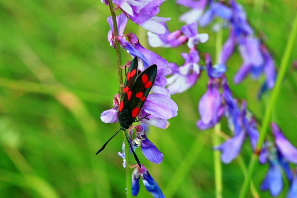 2013_06_22_00023739p_Bildgr��e �ndern