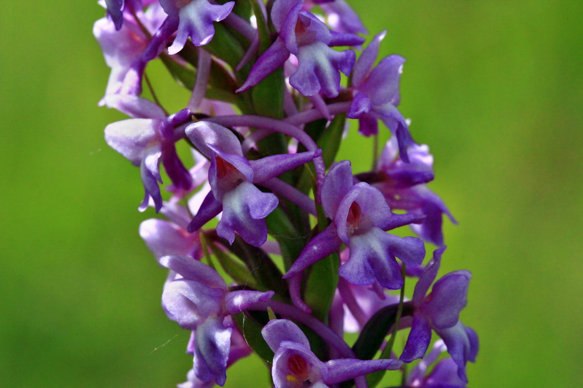 2013_06_22_00023759p_Bildgr��e �ndern