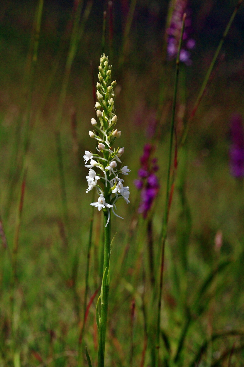 2013_06_22_00023769p_Bildgr��e �ndern