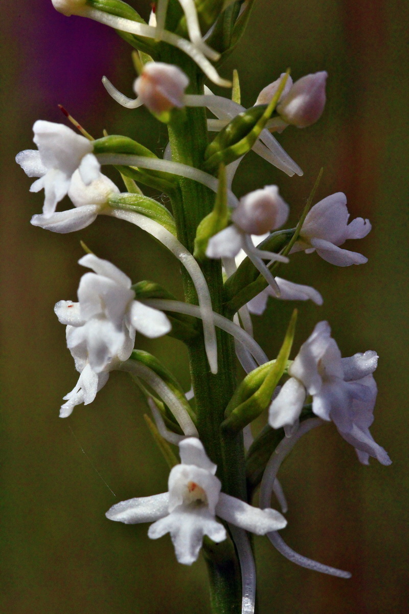 2013_06_22_00023774p_Bildgr��e �ndern