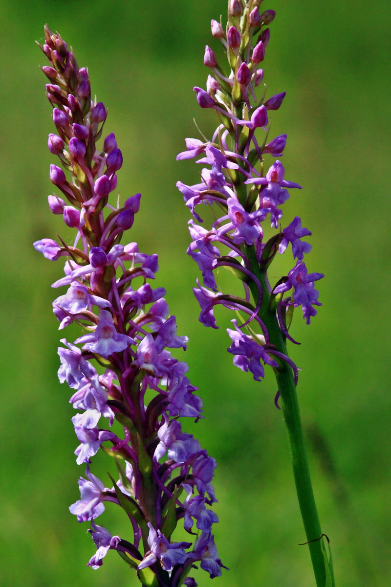 2013_06_22_00023783p_Bildgr��e �ndern