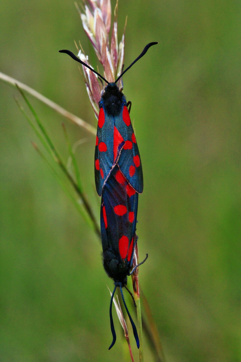 2013_06_22_00023793p_Bildgr��e �ndern