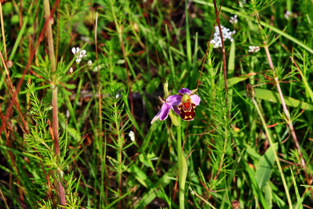 2013_06_24_00024003p_Bildgr��e �ndern