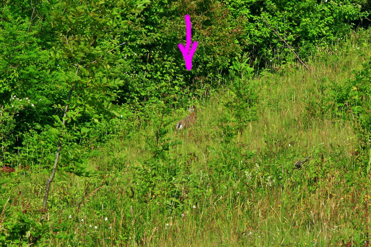 2013_06_24_00024014ap_Bildgr��e �ndern