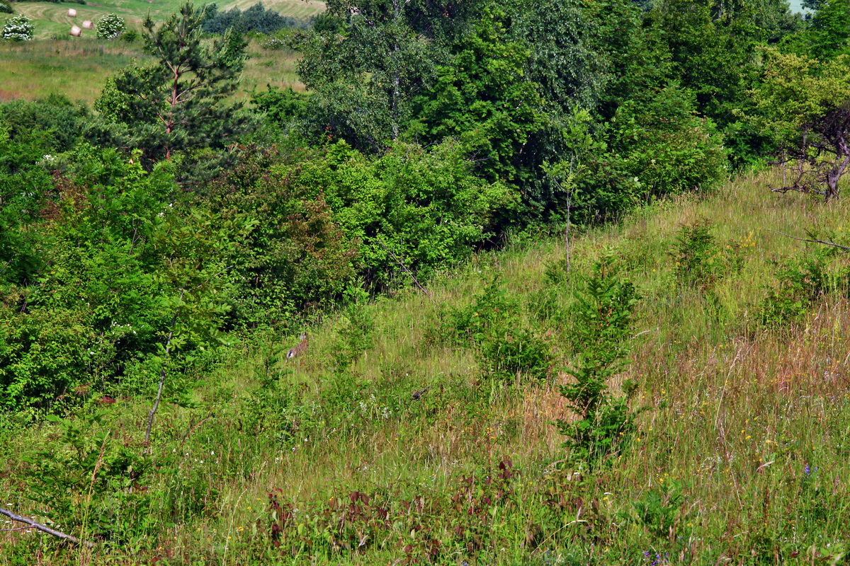 2013_06_24_00024014p_Bildgr��e �ndern