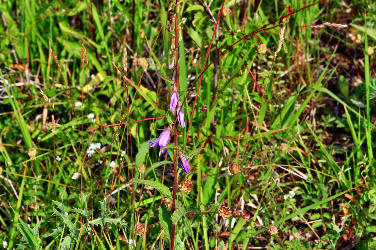 2013_06_24_00024019p_Bildgr��e �ndern