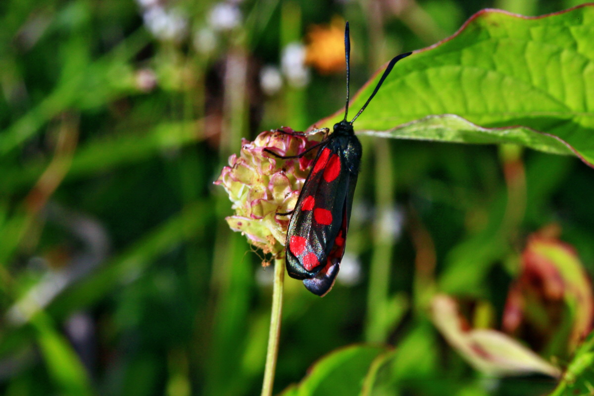 2013_06_24_00024047p_Bildgr��e �ndern