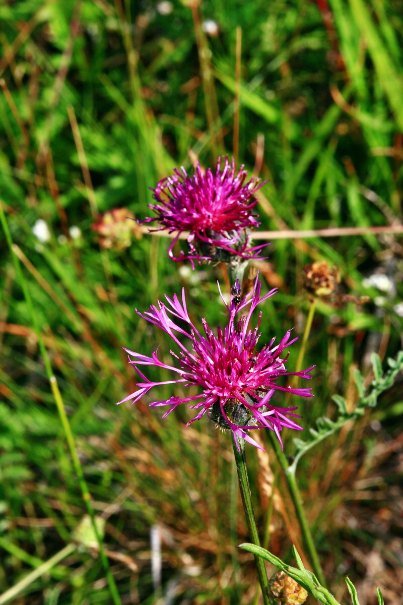 2013_06_24_00024055p_Bildgr��e �ndern