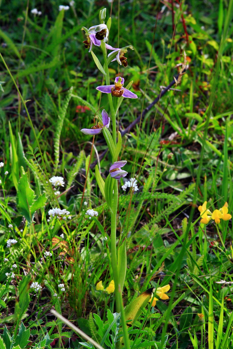 2013_06_24_00024066p_Bildgr��e �ndern