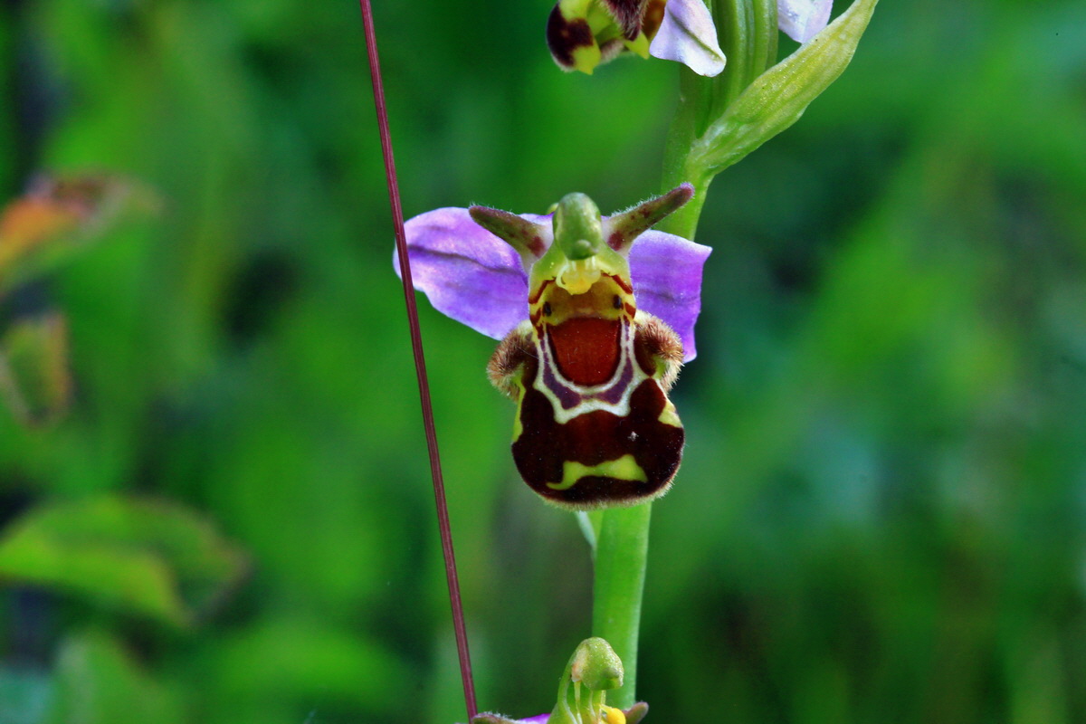 2013_06_24_00024102p_Bildgr��e �ndern